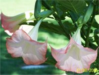 Datura - Brugmansia - Photo de datura (Stramoine)