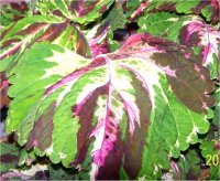 Solenostemon scutellarioides Kong rose - Col�us