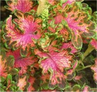 Solenostemon scutellarioides Volcano - Col�us