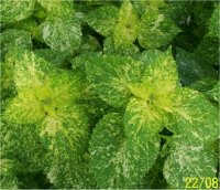 Solenostemon scutellarioides Emerald & show - Phote de plante Col�us