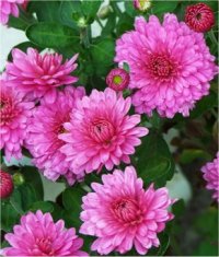 Chrysanthemum rubellum morifolium - Photo de marguerite d'automne