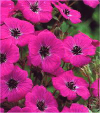Geranium cinereum - Photo de g�ranium splendens