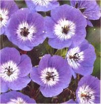 Geranium wallichianum - Image de g�ranium
