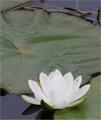 Photo de n�nuphar blanc - Nymphaea odorata