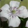 Photo de fleur de cl�matite hagley hybride