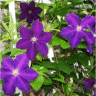 Image de fleurs de cl�matites jacmanii