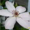 Photo d'une fleur de cl�matite john paul II