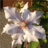 Photo de fleur de cl�matite snow queen
