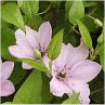 Photo de fleurs de cl�matites hybrides