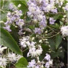 Photo de fleurs de cl�matites x jouiniana