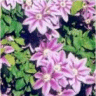 Photo de fleur de cl�matite comptesse de bouchaud