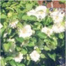Photo de fleurs de cl�matites