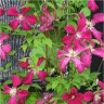 Photo d'une fleur de cl�matite rouge cardinale