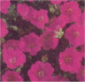 Image de fleurs de g�raniums himalayense