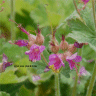 Photo d'une fleur de g�raniums � gros rhizomes
