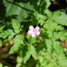 Photo d'herbe � robert - Geranium robertianum