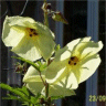 Photo de fleurs d'hibiscus manihot