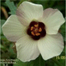 Photo de la fleur d'hibiscus trionum