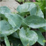 Photo de feuillage de hosta big daddy
