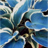 Photo de feuille de hosta el nino