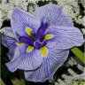 Photo de fleurs d'iris japonais butterfly
