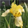 Image de fleur iris des jardins