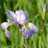Photo d'Iris versicolore - Iris versicolor