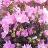 Photo de fleurs de lavat�res