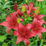 Image de fleurs de lis bourgogne
