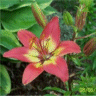 Photo de la fleur d'un lis jacqueline