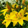 Photo de fleurs de lis jaune