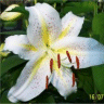 Photo d'un lis muscadet en fleurs
