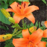 Photo de fleurs de lis orange