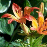 Image de fleurs de lis - Cultivar pauline