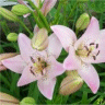 Image d'un lis pink perfection en fleurs