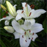Photo de fleurs de lis blanc