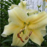 Photo de la fleur d'un lis orient pet