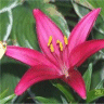 Photo de la fleur d'un lis ventoux