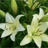 Photo des fleurs du lis white lime