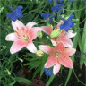 Photo de fleurs de lis hybride