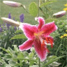 Photo d'une fleur de lis oriental