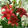 Photo des fleurs du lis royal parfumer