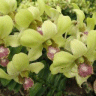 Photo d'orchid�e cymbidium