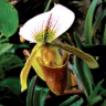 Photo d'orchid�e paphiopedilum