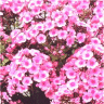 Photo de la fleur du phlox panicul� baby face