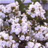 Image des fleurs de phlox panicul� david