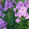 Photo des fleurs du phlox panicul� lilac time