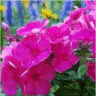 Photo de fleurs de phlox panicul� t�nor rouge