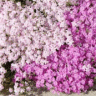 Photo de fleurs de phlox mousse - Phlox subulata