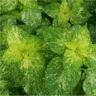 Photo de feuilles de solenostemon emerald & snow